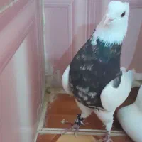 طاق