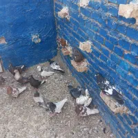 کفتر رنگی کانتکس|پرنده|اهواز, اسلام آباد غربی|دیوار