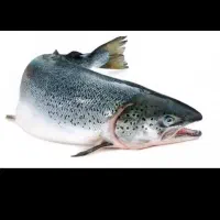 ماهی قزل الا ماهی دربند