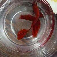 ماهی وفایتر رسید