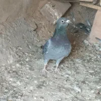 کفتر پولکی ماده