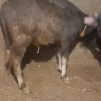 گوساله گاومیش|حیوانات مزرعه|انزل, |دیوار