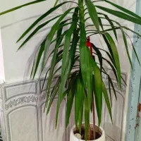 گل یوکا دو متری|گل و گیاه طبیعی|کرمانشاه, |دیوار