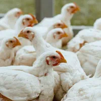فروش مرغ زنده گوشتی کیلو 290 زنده روستای هیربدان