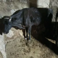 شش تا گاو گوساله بومی|حیوانات مزرعه|ماهنشان, |دیوار