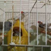 چهار عدد فنچ دوماهه