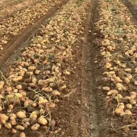 زمین-باغی-گلخانه-ای-و-مسکونی-تقی-آبادکرون-وچادگان