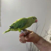 جوجه ملنگوی خالدار 2 ماهه دستی