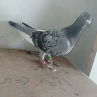 پرنده مسافتی جواب داده|پرنده|مینودشت, |دیوار