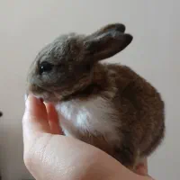 2تا بچه خرگوش