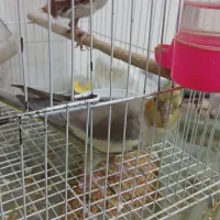 عروس هلندی|پرنده|مشهد, ایثار|دیوار