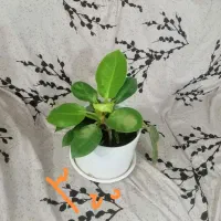 گل،بهترین هدیه روز مادر|گل و گیاه طبیعی|نیشابور, بزرگمهر|دیوار