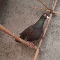 سرکه‌ ای نر چش قرمز