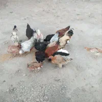 ۴عددمرغ تخم گذار دانه ۳۰۰|حیوانات مزرعه|حمیل, |دیوار