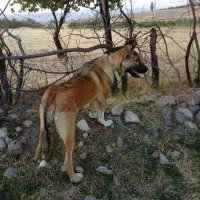 سگ دورگه