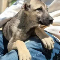 توله سگ کانگال،مالینویز