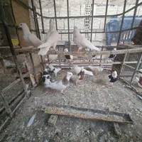 طوقی جوان|پرنده|اصفهان, خواجو|دیوار