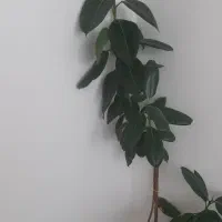 گل طبیعی و سالم