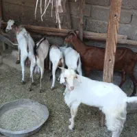 کهره بز بندر خمیر