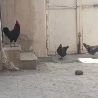 مرغ وخروس