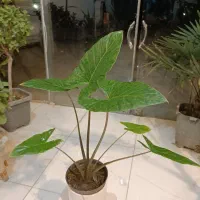 حراج گل بابا آدم تنه قرمز ارسال رایگان + هدیه|گل و گیاه طبیعی|مشهد, رستگار|دیوار