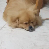 سگ پامر|سگ|سلمانشهر, |دیوار