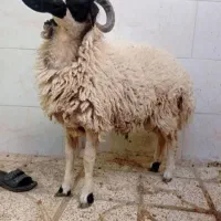 قصاب سیار