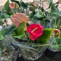 گل آنتریوم قیمت تولیدی