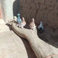 کفتر