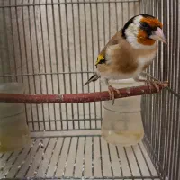 دوتا سهره جوجه سال