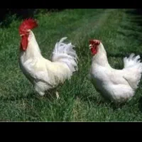 مرغ خروس سیاه سفید مشکی قربانی آنلاین حضوری ارسال|حیوانات مزرعه|تهران, صادقیه|دیوار