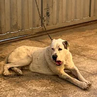 سگ الابای|سگ|تهران, شهرک استقلال|دیوار