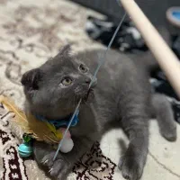 گربه نژاد اسکاتیش