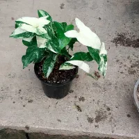 گل آپارتمانی با کیفیت