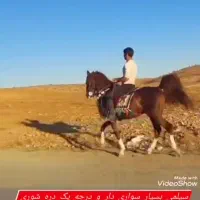 اسب نریان طلایی معاوضه با موتور گوسفند بز  بره|اسب و تجهیزات اسب‌سواری|شیراز, سینما سعدی|دیوار