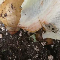 حلزون های مولد و تخم گذار اچانیتا