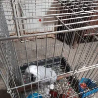 کاسکو سخنگو