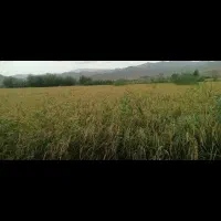 برنج هاشمی دره رود|خوردنی و آشامیدنی|گرمی, |دیوار