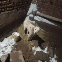 سگ ا|سگ|اسحاق آباد, |دیوار