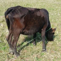 گاو با گوساله ماده|حیوانات مزرعه|صومعه‌سرا, |دیوار