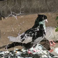 جفت سینه و ماده طوقی