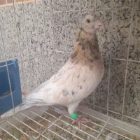 سرور زرد نر|پرنده|برخوار, |دیوار