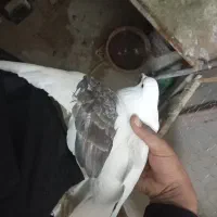 کبوتر یک کت|پرنده|رباط‌کریم, مسکن مهر آبشناسان|دیوار