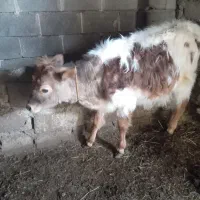 گوساله ماده