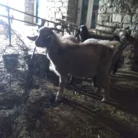 گیسک نر|حیوانات مزرعه|زمکان, |دیوار