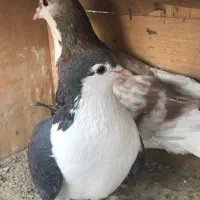 کبوتر کفتر شهرستانی وتهرانی عالی|پرنده|پاکدشت, پاکدشت (مامازند)|دیوار