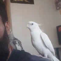 سلام یه جفت عروس نر فروشی سخنگو هستن