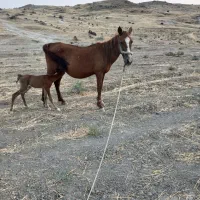 مادیان ونوزین|اسب و تجهیزات اسب‌سواری|مسجد سلیمان, |دیوار