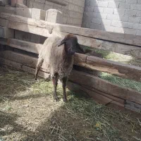 توقلی ماده قربانی