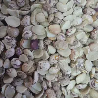 لوبیا چیتی شکسته قیمت مناسب